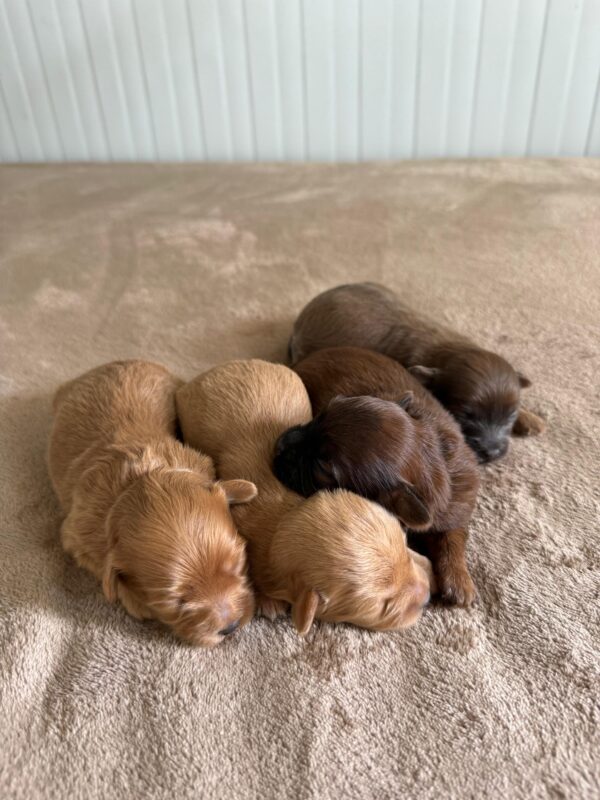 Maltipoo for Reservation - Image 24