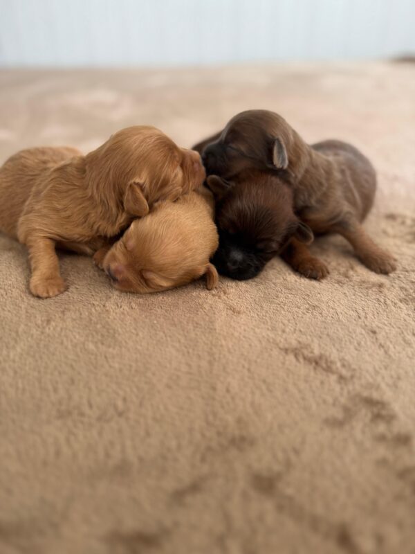 Maltipoo for Reservation - Image 25