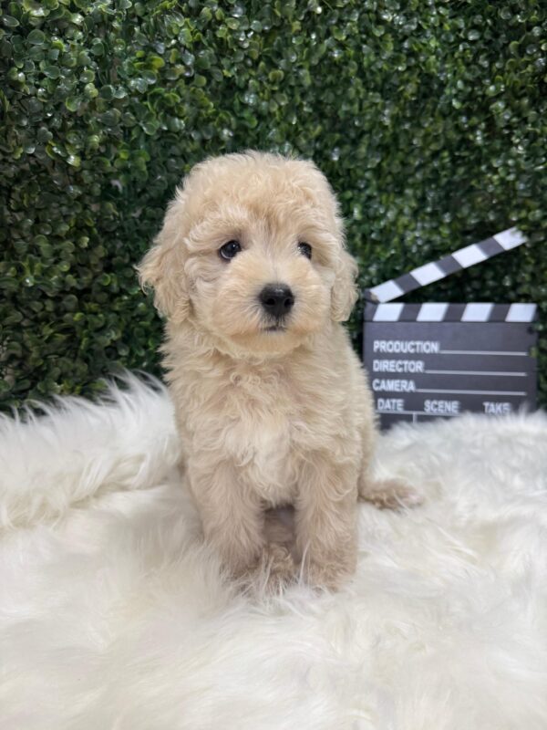Mini Poodle Grey-ish (Male) - Image 3