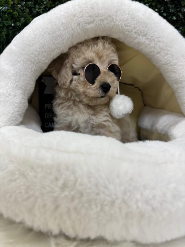 Mini Poodle Grey-ish (Male) - Image 7