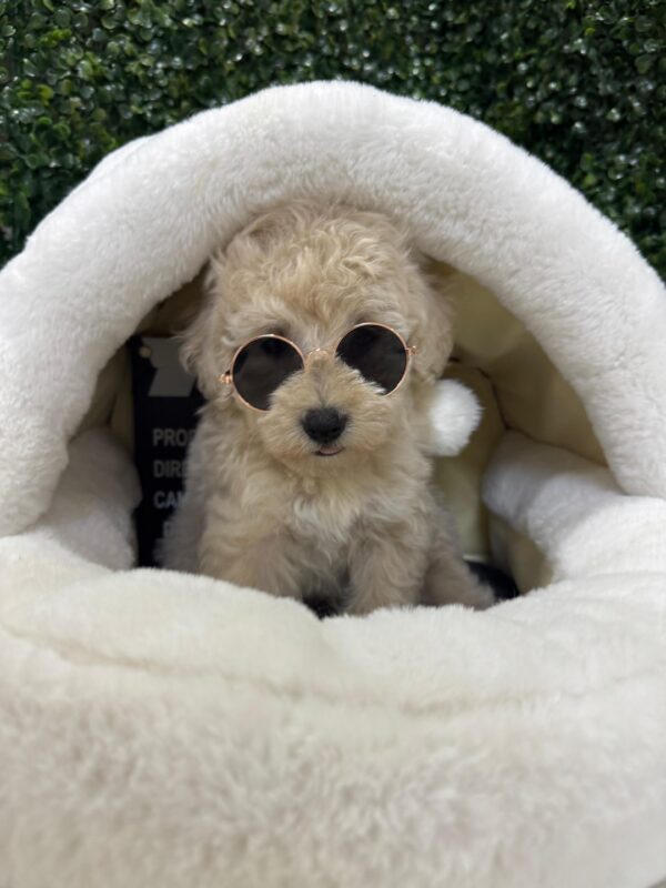 Mini Poodle Grey-ish (Male) - Image 4