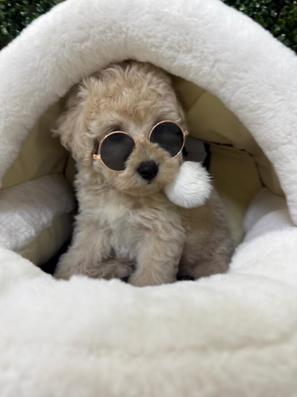 Mini Poodle Grey-ish (Male) - Image 9