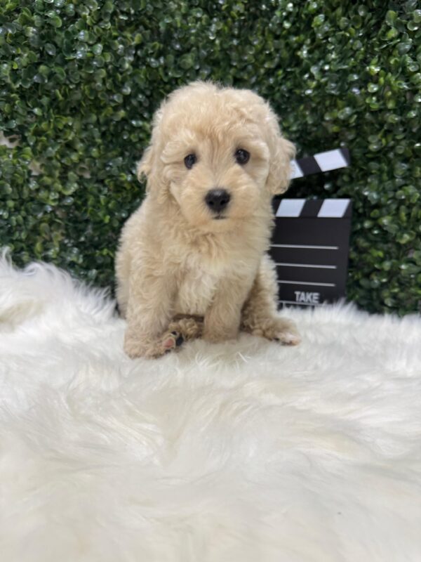 Mini Poodle Grey-ish (Male) - Image 10