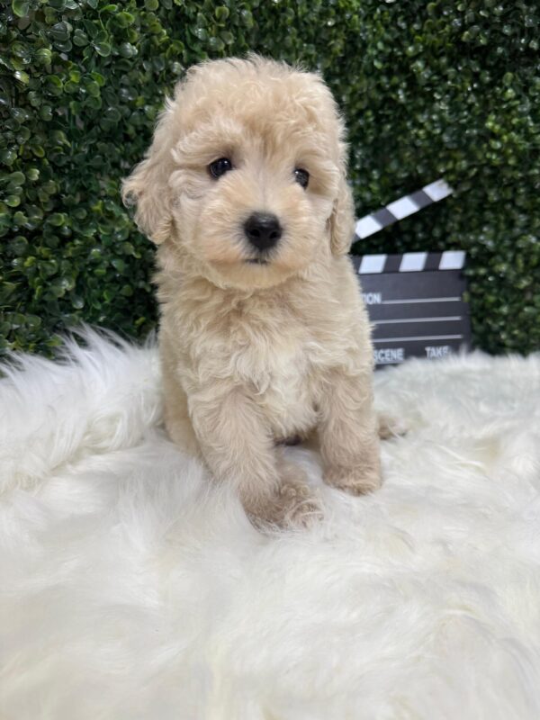 Mini Poodle Grey-ish (Male) - Image 11