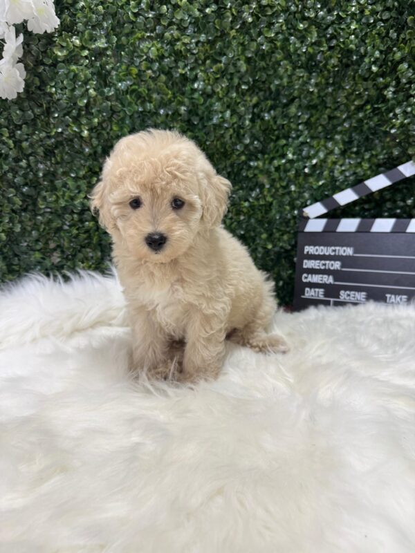 Mini Poodle Grey-ish (Male) - Image 12