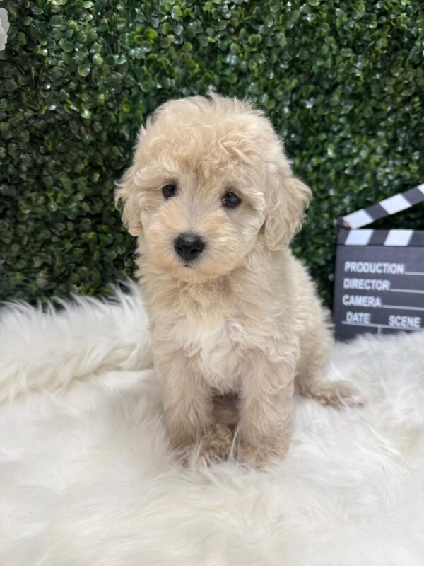 Mini Poodle Grey-ish (Male) - Image 8