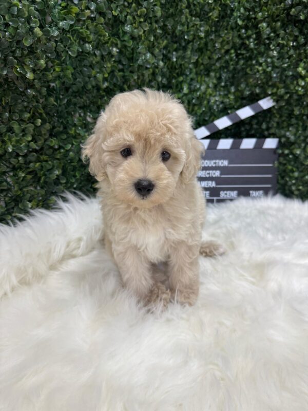 Mini Poodle Grey-ish (Male) - Image 13