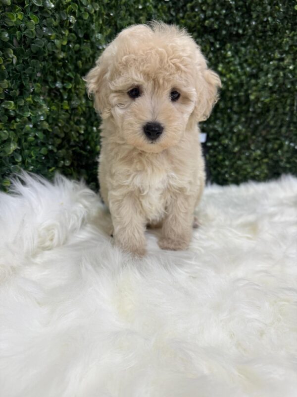 Mini Poodle Grey-ish (Male) - Image 2