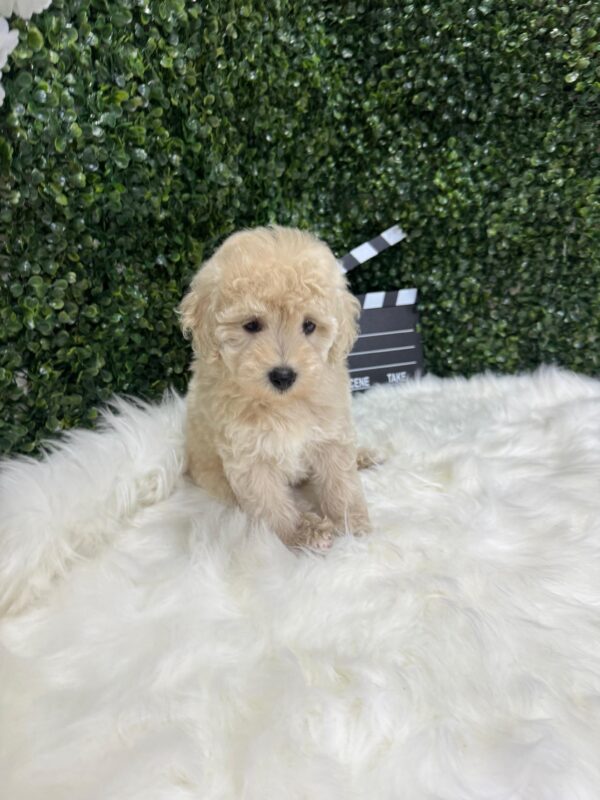 Mini Poodle Grey-ish (Male) - Image 14