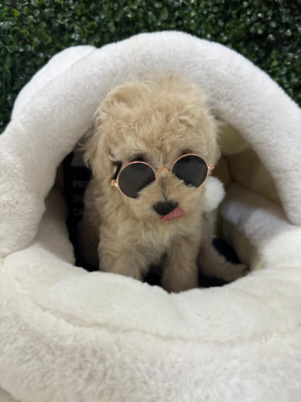 Mini Poodle Grey-ish (Male) - Image 15