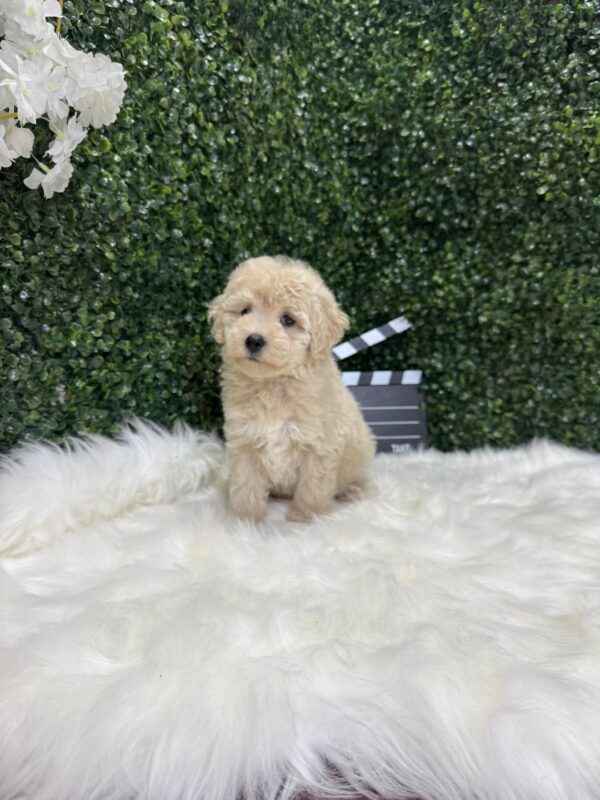 Mini Poodle Grey-ish (Male) - Image 16