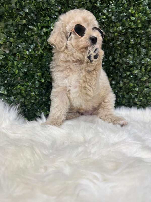 Mini Poodle Grey-ish (Male) - Image 17