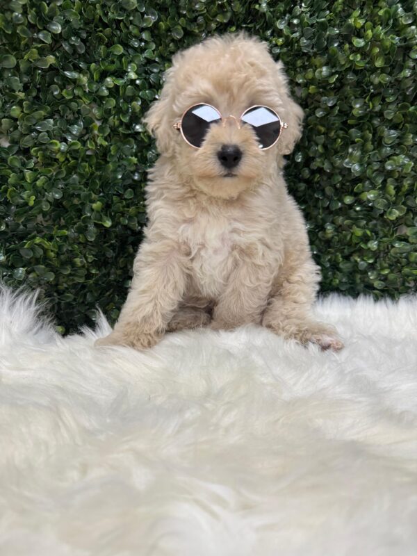 Mini Poodle Grey-ish (Male) - Image 18