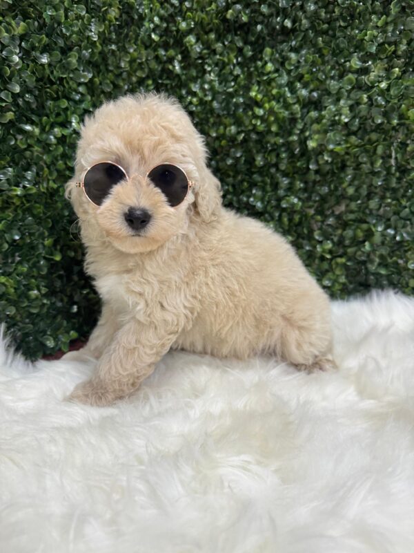 Mini Poodle Grey-ish (Male) - Image 5