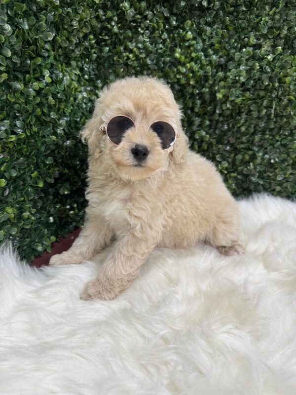 Mini Poodle Grey-ish (Male) - Image 20