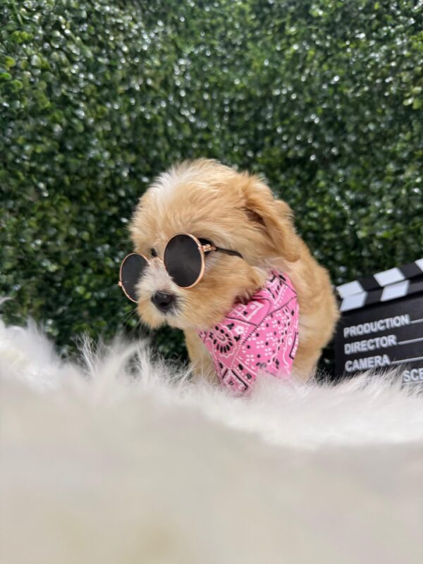 Maltipoo Female - Image 2