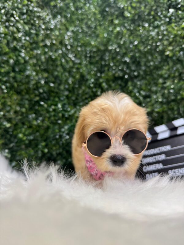 Maltipoo Female - Image 4