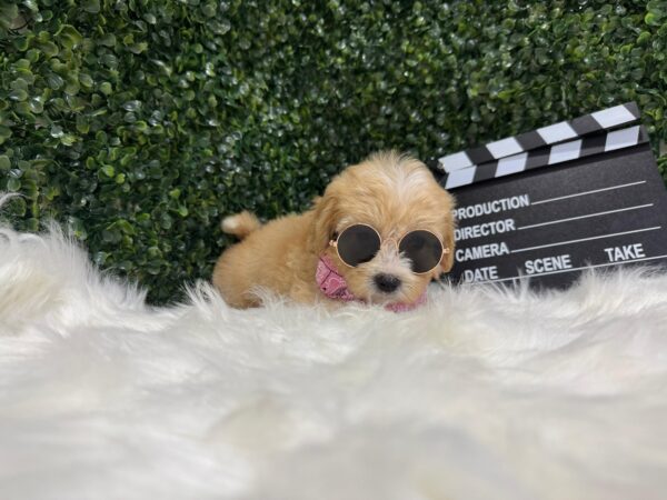 Maltipoo Female - Image 7
