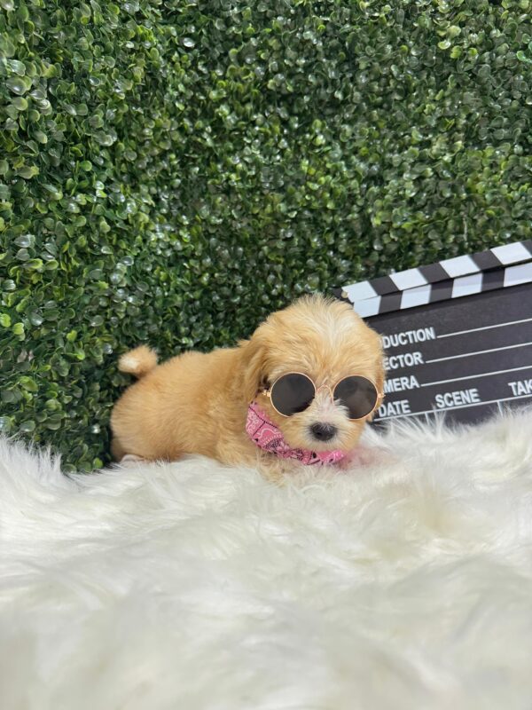 Maltipoo Female - Image 8