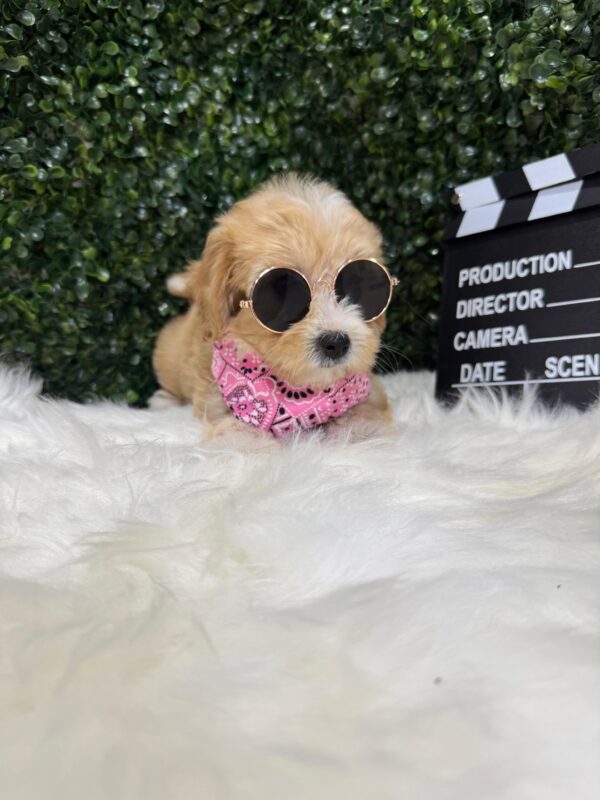 Maltipoo Female - Image 9