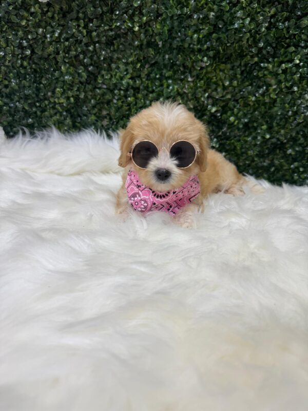 Maltipoo Female - Image 10