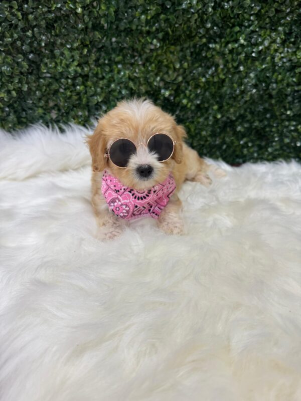 Maltipoo Female