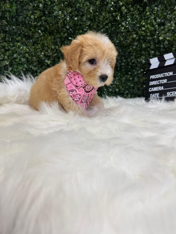 Maltipoo Female - Image 16