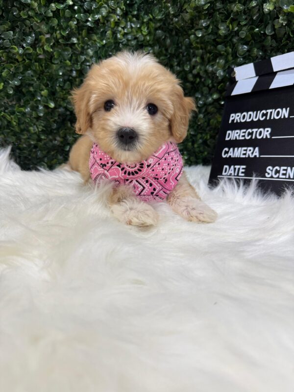 Maltipoo Female - Image 17