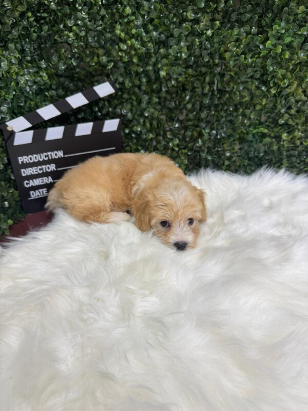 Maltipoo Female - Image 11