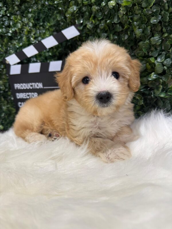 Maltipoo Female - Image 18