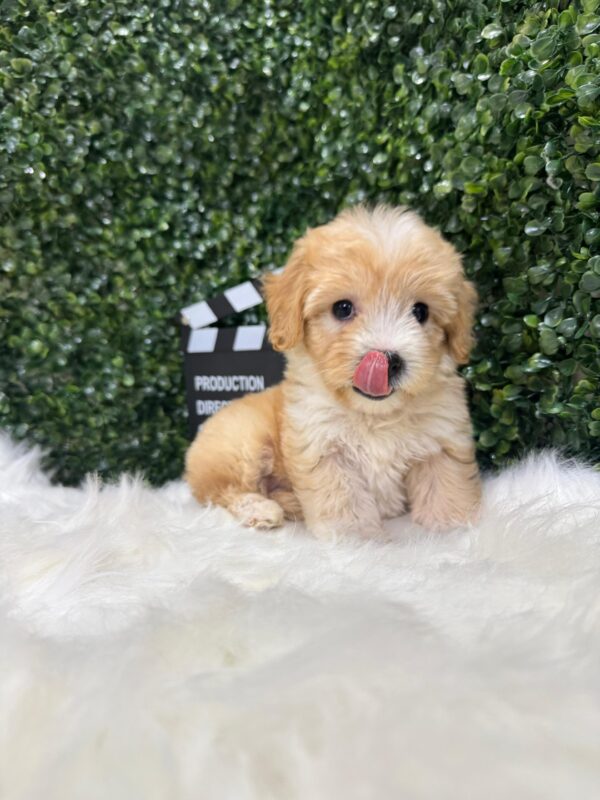 Maltipoo Female - Image 19