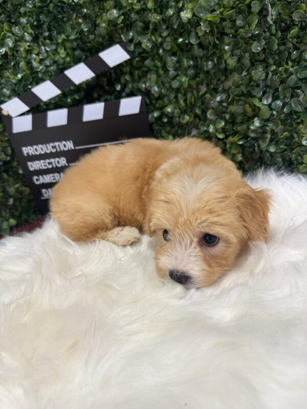 Maltipoo Female - Image 5