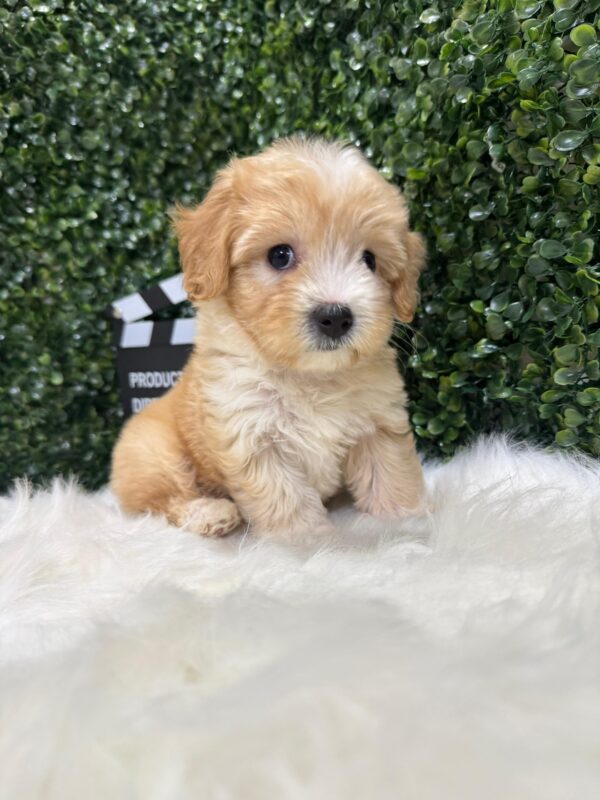 Maltipoo Female - Image 3