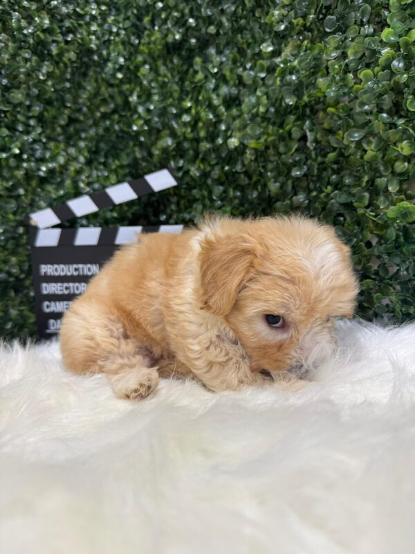 Maltipoo Female - Image 20