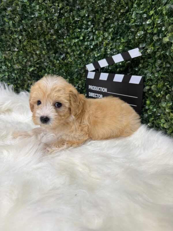 Maltipoo Female - Image 21