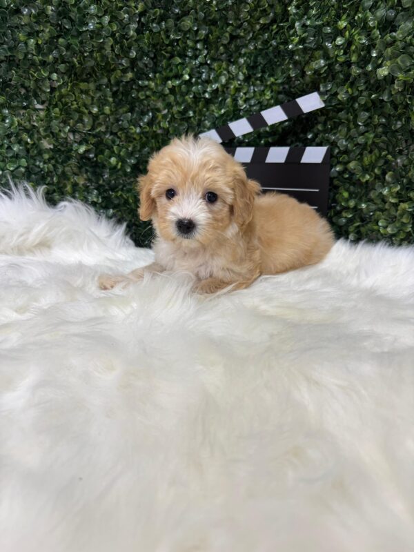 Maltipoo Female - Image 13