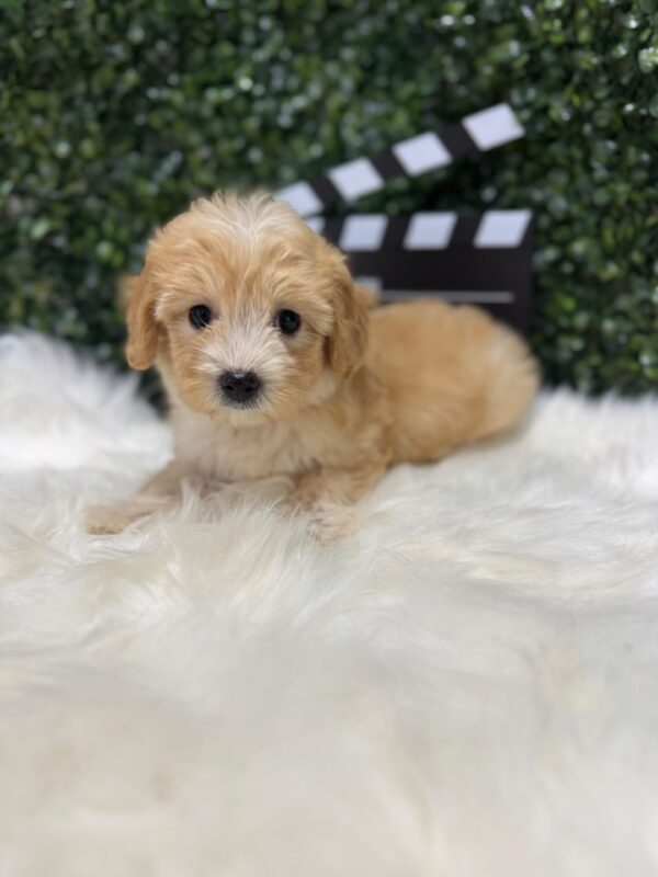 Maltipoo Female - Image 22