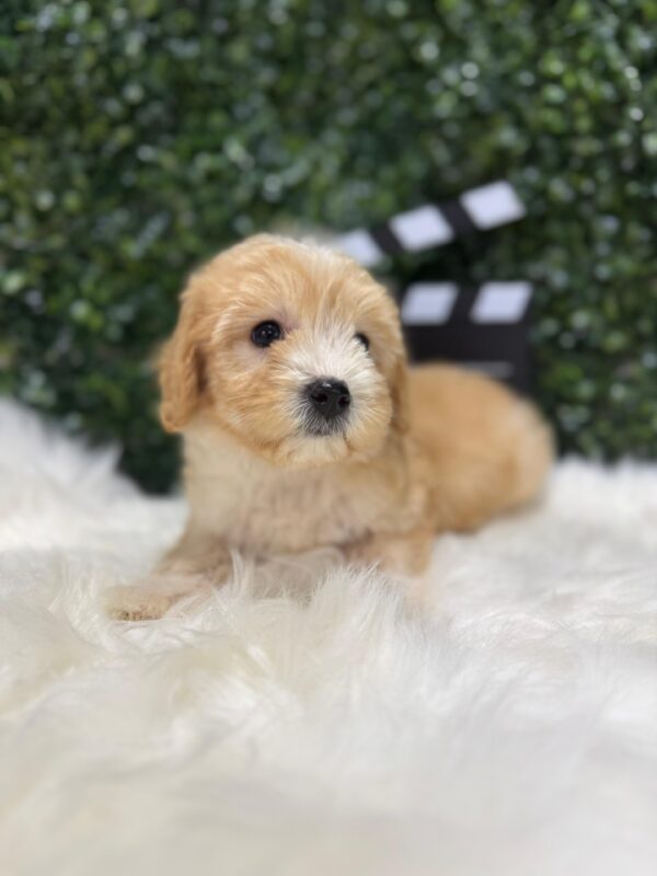 Maltipoo Female - Image 23