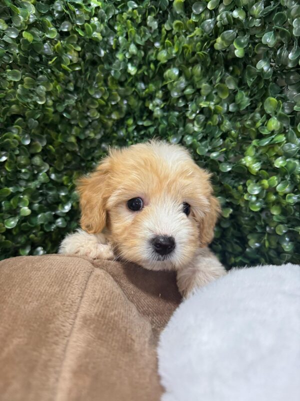 Maltipoo Female - Image 6