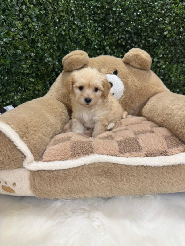 Toy Maltipoo Female