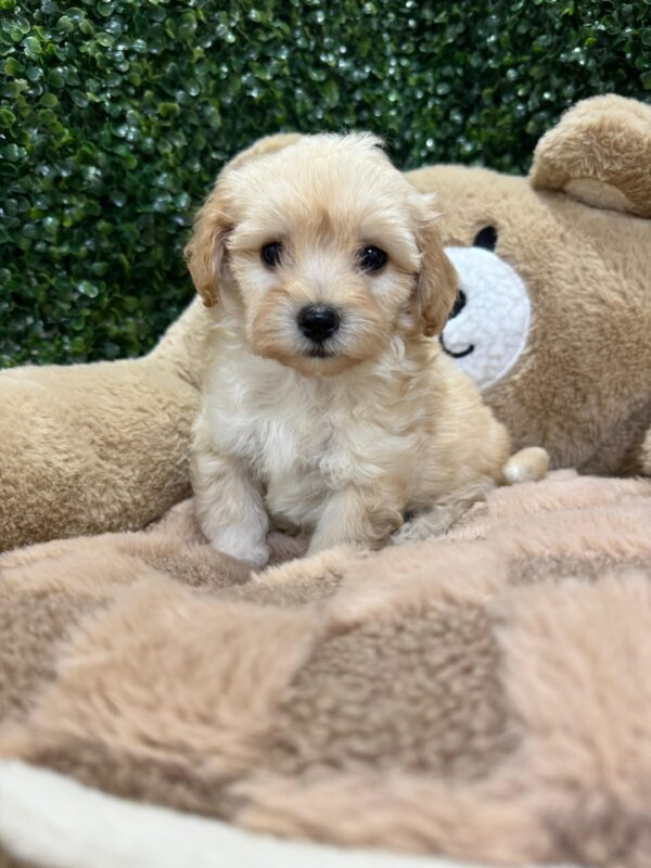 Toy Maltipoo Female - Image 3