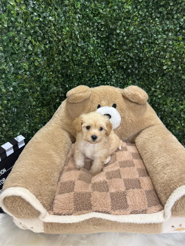 Toy Maltipoo Female - Image 4