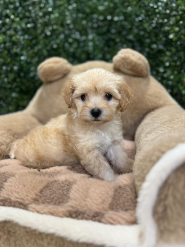 Toy Maltipoo Female - Image 5