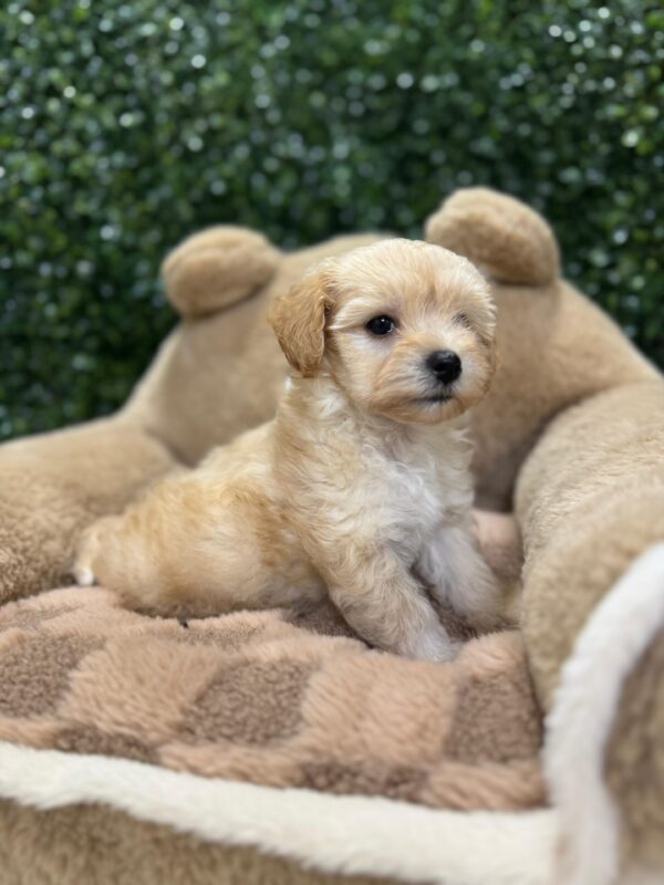 Toy Maltipoo Female - Image 6