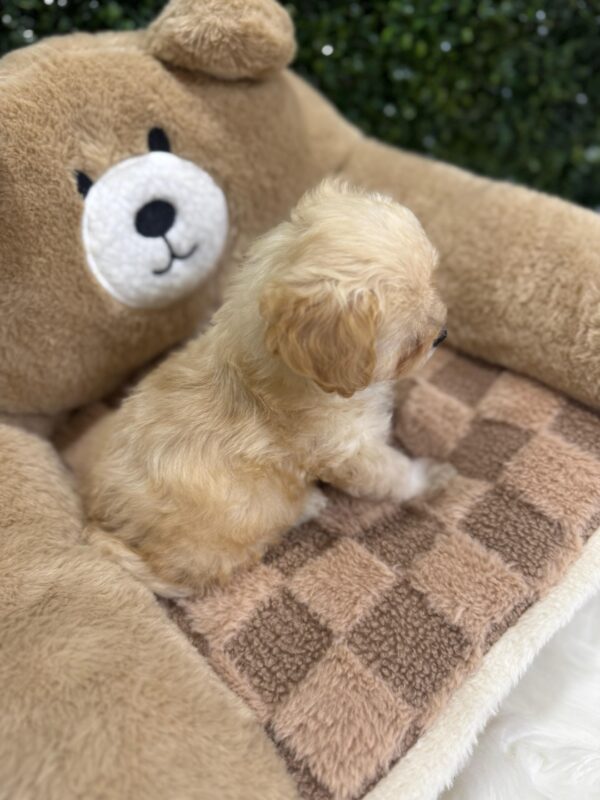 Toy Maltipoo Female - Image 8