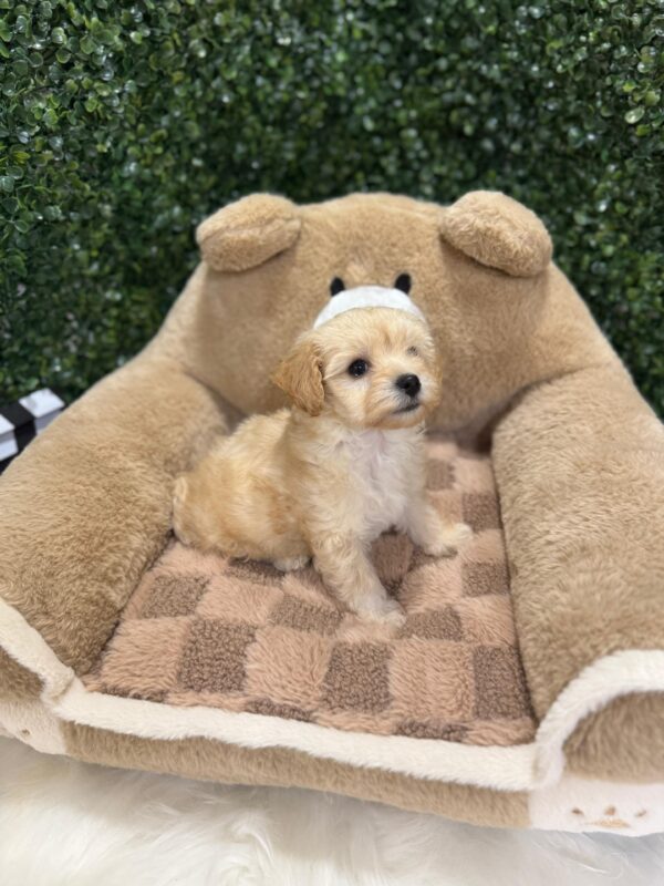 Toy Maltipoo Female - Image 7
