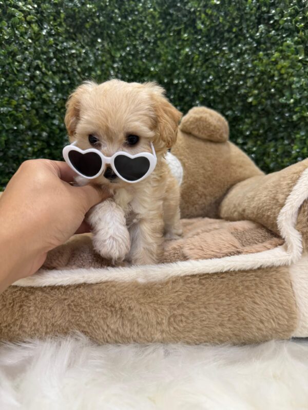 Toy Maltipoo Female - Image 9