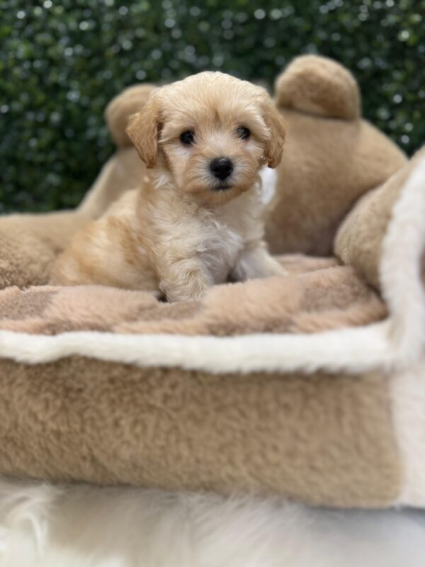 Toy Maltipoo Female - Image 10