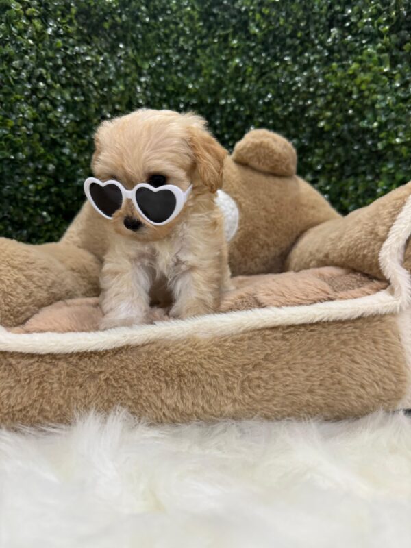 Toy Maltipoo Female - Image 12