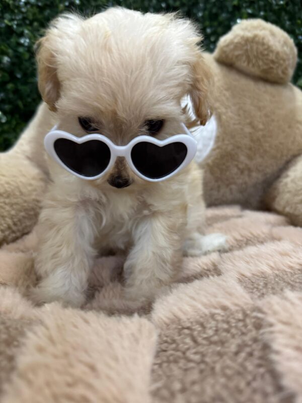 Toy Maltipoo Female - Image 11
